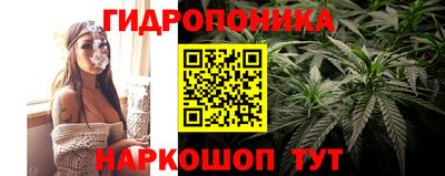 шишки Аргун