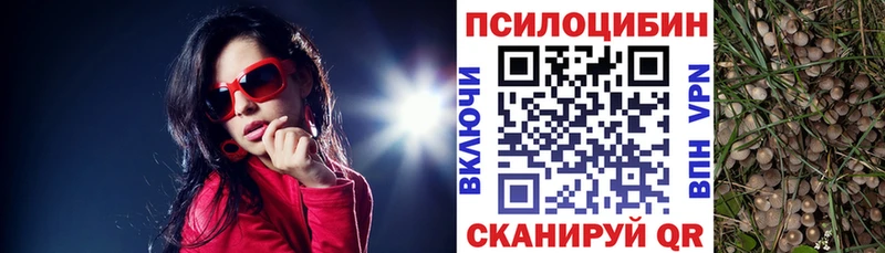 Псилоцибиновые грибы Psilocybine cubensis  Великий Устюг 